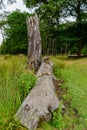 Fallen tree trunks. Dead trees. Royalty Free Stock Photo
