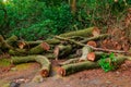 Fallen tree trunks. Dead trees. Royalty Free Stock Photo