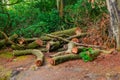 Fallen tree trunks. Dead trees. Royalty Free Stock Photo