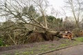 Fallen tree due to bad stormy weather. Climate change, extreme weather, storm concept Royalty Free Stock Photo