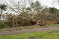 Fallen tree due to bad stormy weather. Climate change, extreme weather, storm concept Royalty Free Stock Photo