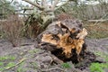 Fallen tree due to bad stormy weather. Climate change, extreme weather, storm concept Royalty Free Stock Photo