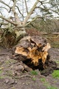 Fallen tree due to bad stormy weather. Climate change, extreme weather, storm concept Royalty Free Stock Photo