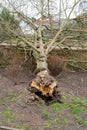 Fallen tree due to bad stormy weather. Climate change, extreme weather, storm concept Royalty Free Stock Photo