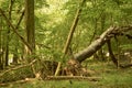 Fallen tree in a Dutch forest with big roots Royalty Free Stock Photo