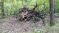 Fallen tree with exposed root plate. Forest scene with fallen tree roots. Concept of storm aftermath, natural power Royalty Free Stock Photo