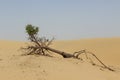 Fallen Tree With Exposed Roots And Green Top In Desert