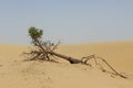 Fallen tree with exposed roots and green top in desert Royalty Free Stock Photo