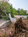 Fallen Tree with Exposed Roots on Roadside Royalty Free Stock Photo