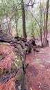 Fallen Tree Eye of the Needle Walk Murrurundi Australia Royalty Free Stock Photo