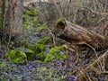 Fallen tree Royalty Free Stock Photo