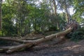 Fallen tree. A tree falls in the forest