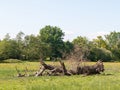 fallen tree in field spring day blue sky green grass trees close Royalty Free Stock Photo