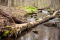 Fallen tree in flowing woodland Pennsylvania stream copy space