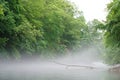 Fallen tree in foggy river