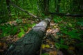 Fallen tree in the forest Royalty Free Stock Photo