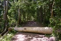 Fallen tree in forest blocks hiking path