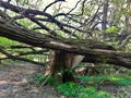 Fallen tree in the forest Royalty Free Stock Photo