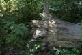 Uprooted tree with ivy