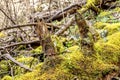 Fallen Tree in forest moss