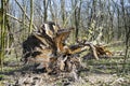 Fallen tree in forest with roots in the foreground Royalty Free Stock Photo