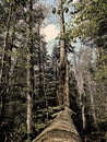 Fallen tree in the forest