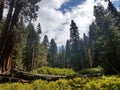 Fallen tree in forrest clearing