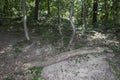 Fallen tree in the forrest Royalty Free Stock Photo