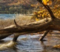 Fallen tree in front of grass and yellow leaves Royalty Free Stock Photo