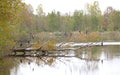 Fallen tree full of cormorants resting Royalty Free Stock Photo