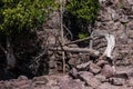 Fallen Tree Gooseberry Falls Royalty Free Stock Photo