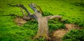 Fallen tree on the green grass field