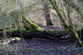 Fallen Tree With Green Moss Growing On Trunk