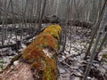 The fallen tree with the grown up moss Royalty Free Stock Photo