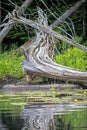 Close Look At A Fallen Tree Along Nogies Creek In Ontario, Canada