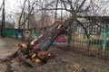 Fallen tree after a hurricane in the courtyard of Moscow. Tree with roots upside down by the wind lies on the curved fence Royalty Free Stock Photo