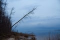 Fallen tree after a hurricane