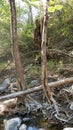 Fallen tree inbetween two standing trees