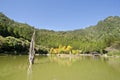 Fallen tree, lake and forest mountain Royalty Free Stock Photo