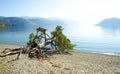 Fallen tree on lake Royalty Free Stock Photo