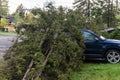 Fallen tree lands on car after high wind Royalty Free Stock Photo