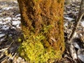Beautiful colorful stump. Fallen tree background. Green moss landscape. Beautiful winter forest Royalty Free Stock Photo