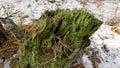 Green stump. Fallen tree background. Green moss landscape backgrounds. Beautiful winter forest Royalty Free Stock Photo
