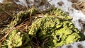 Green stump on the forest. Fallen tree background. Green moss landscape backgrounds. Beautiful winter forest Royalty Free Stock Photo