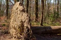 Fallen tree with large, vertically rising, earth-covered root on a sunny day in the forest