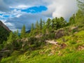 Fallen tree lies on ground in green grass with flowers in slope mountain. Consequences of hurricane. Scenic forest landscape Royalty Free Stock Photo