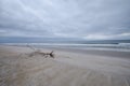 Fallen Tree Limb on the Beach Royalty Free Stock Photo