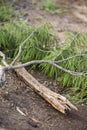 Fallen Tree Limb Royalty Free Stock Photo
