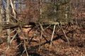 Fallen tree with limbs