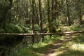 Fallen tree log blocks passage in Belelle riverside footpath Royalty Free Stock Photo